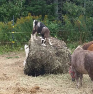 Goat on slow feeder hay net