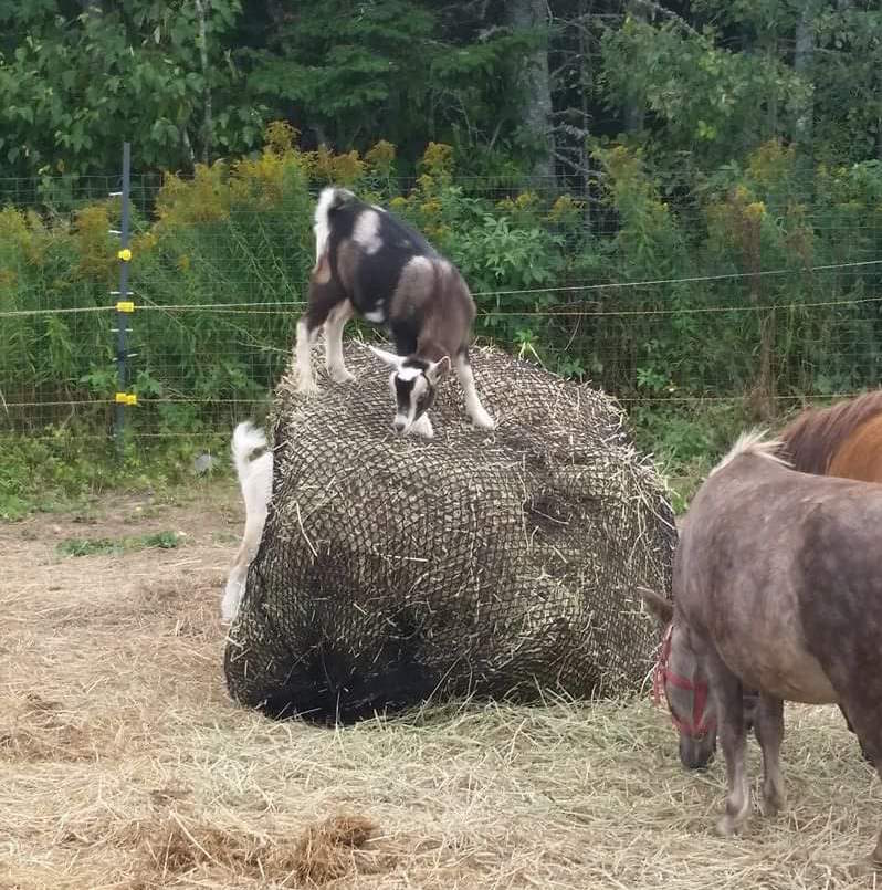 Goat on slow feeder hay net Tumble Feeder